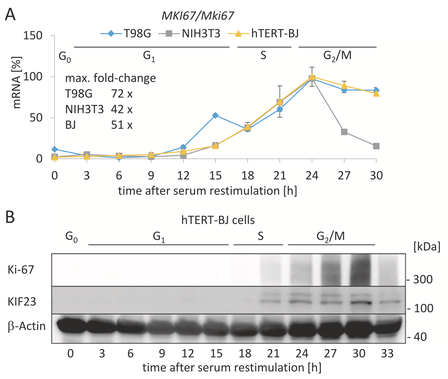 Ki67 kinetics from Uxa et. al